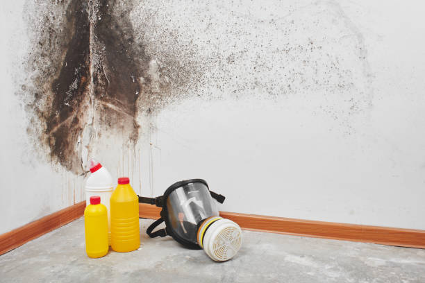 Best Black Mold Remediation in Fall River, MA
